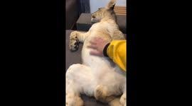 Petting a lion cub in Sirjan, Iran