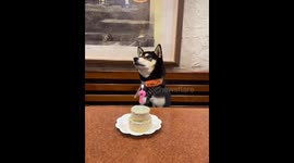 Dog sings along to birthday song in Taipei