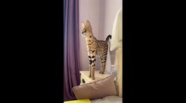 Gypsy the serval cat stands on a bedside table in Moscow
