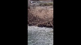 Sea lions rush into the water like an avalanche in Monterey, California, USA