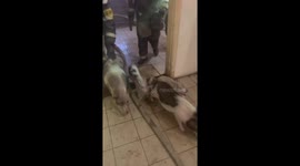 Firefighters rescue mini-pigs from burning building in Balashikha, Russia