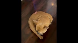 French Bulldog hilariously struggles while finding a piece of salami on his back