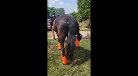 Horse’s comical reaction to new fly boots proves he's not a fan of the footwear