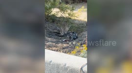 Bobcat devours bloody rabbit in Arizona as oblivious pedestrians walk by