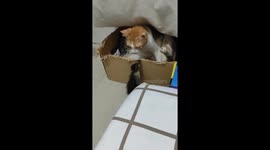 Pet cats and duckling live in harmony as best of friends