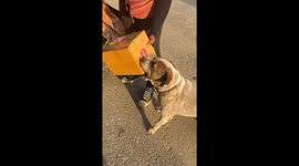 Helpful pet dog carries food for owner