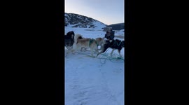 Sled Dog Forgets to Run