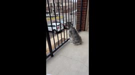 Neighbors Throw Treat Up To Mini Schnauzer