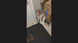 Doodle Makes Cat Into His Chair