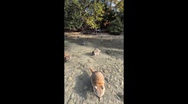 Feeding Raccoon Lagoon