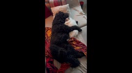 Dog and Cat Cuddling Together