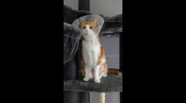 Cat Licks Inside Of Protective Cone