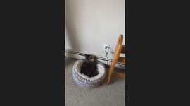 Cat Warms Paws On Baseboard Heater