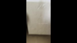 Maine Coon Cat Roman Steals a Sandwich