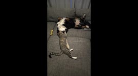 Pup Plays With Tabby Friend