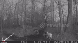 Super Rare White Deer Caught On Trail Camera