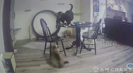 Overweight Cats Tip Table