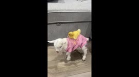 Duckling Rides Goat