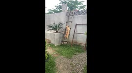 Agile pet dog climbs ladder to peer over garden wall