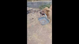 Pet dog carries tray in its mouth to help owner