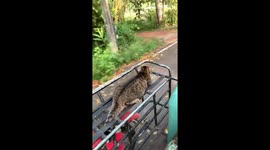 Pet cat enjoys the breeze while riding motorcycle sidecar