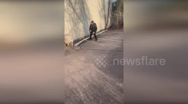 Police chase runaway goat through Alabama streets