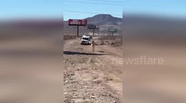 Highway workers chase runaway cow in Las Vegas