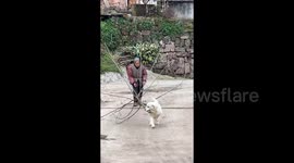 Loyal Labrador goes viral for helping elderly owner carry wood and fetch water