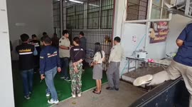 Chinese man arrested for illegally possessing tiger cub that was killed by car