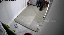 Husky shows owner how to wash the floor