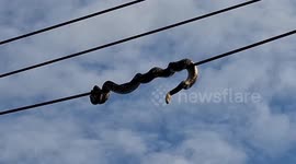 Python saved from high-voltage power lines in Bangkok
