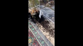 Dog digs up plant base in Phetchaburi, Thailand
