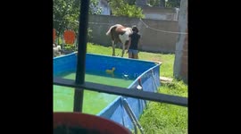 Girl gets startled as horse appears to try to bite in Buenos Aires Province