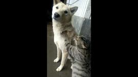 Cat massages dog in Hunan, China