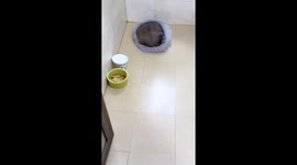 Stubborn groundhog refuses to wake up in Guangdong, China