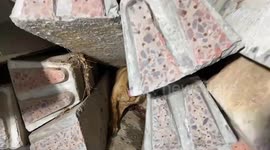 Hapless pet dog with legs trapped under railway sleepers is rescued in Thailand