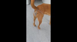 Pet dog struts her stuff with a slinky knitted thong