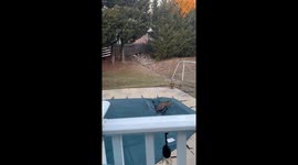 US homeowners rescue deer that feel through their pool's cover