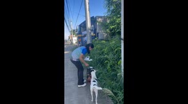 Wholesomeness galore as woman feeds stray dogs after receiving sponsored dog food