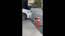 Mother cat disappears into drain with her kitten