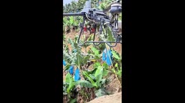 Drones modernize farming in China