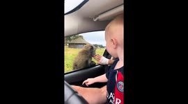 Baby boy keeps his eyes glued to mischievous monkeys during safari trip