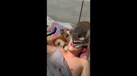 Pet raccoon checks its owner's teeth like a dentist