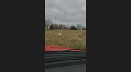 Man Pulls Feed Bag Off Goat's Head