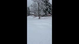 Cat Leaps Through Deep Snow