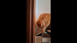Curious Cat Dives Into Narrow Box