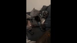 Gremlin Dog Sleeps With Eyes Open