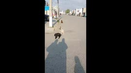 Dog Spins Like Ballerina