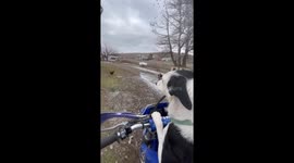 Dog Rides On Motorcycle