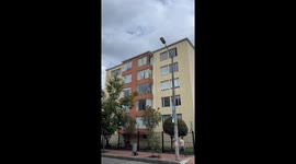 Cat Pillows Peer Out Window